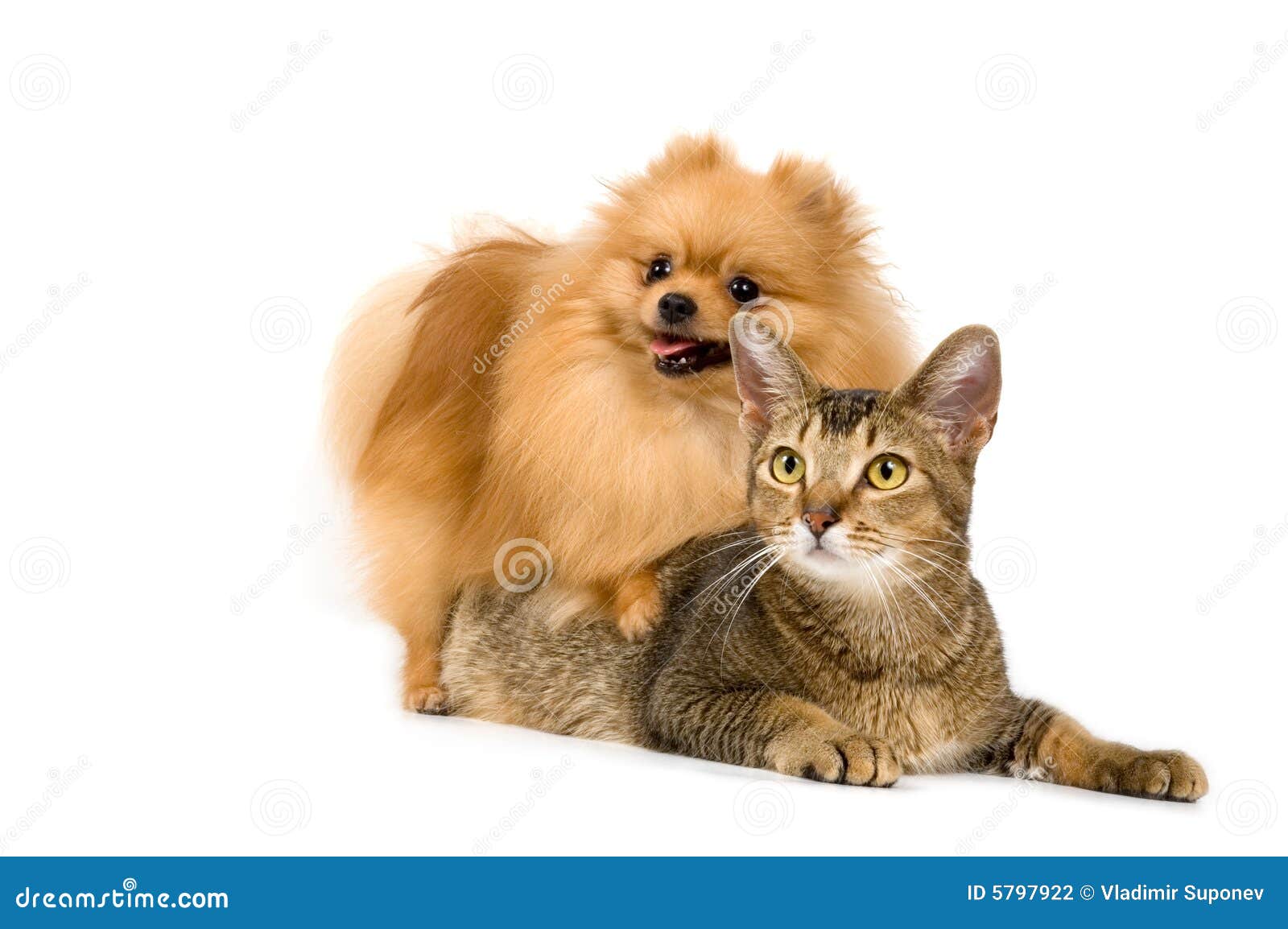 The Spitzdog And Cat Picture. Image 5797922