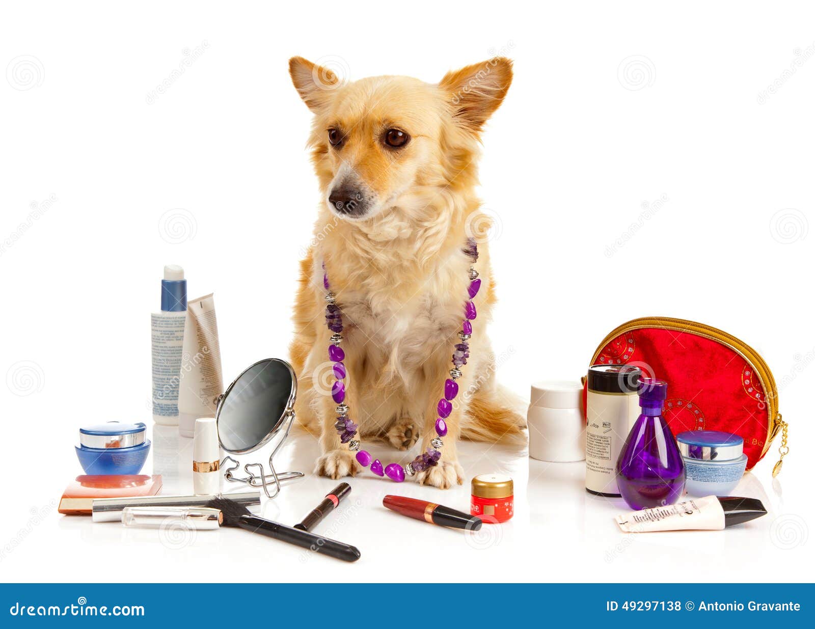 Spitz dog with cosmetics stock photo. Image of studio 49297138