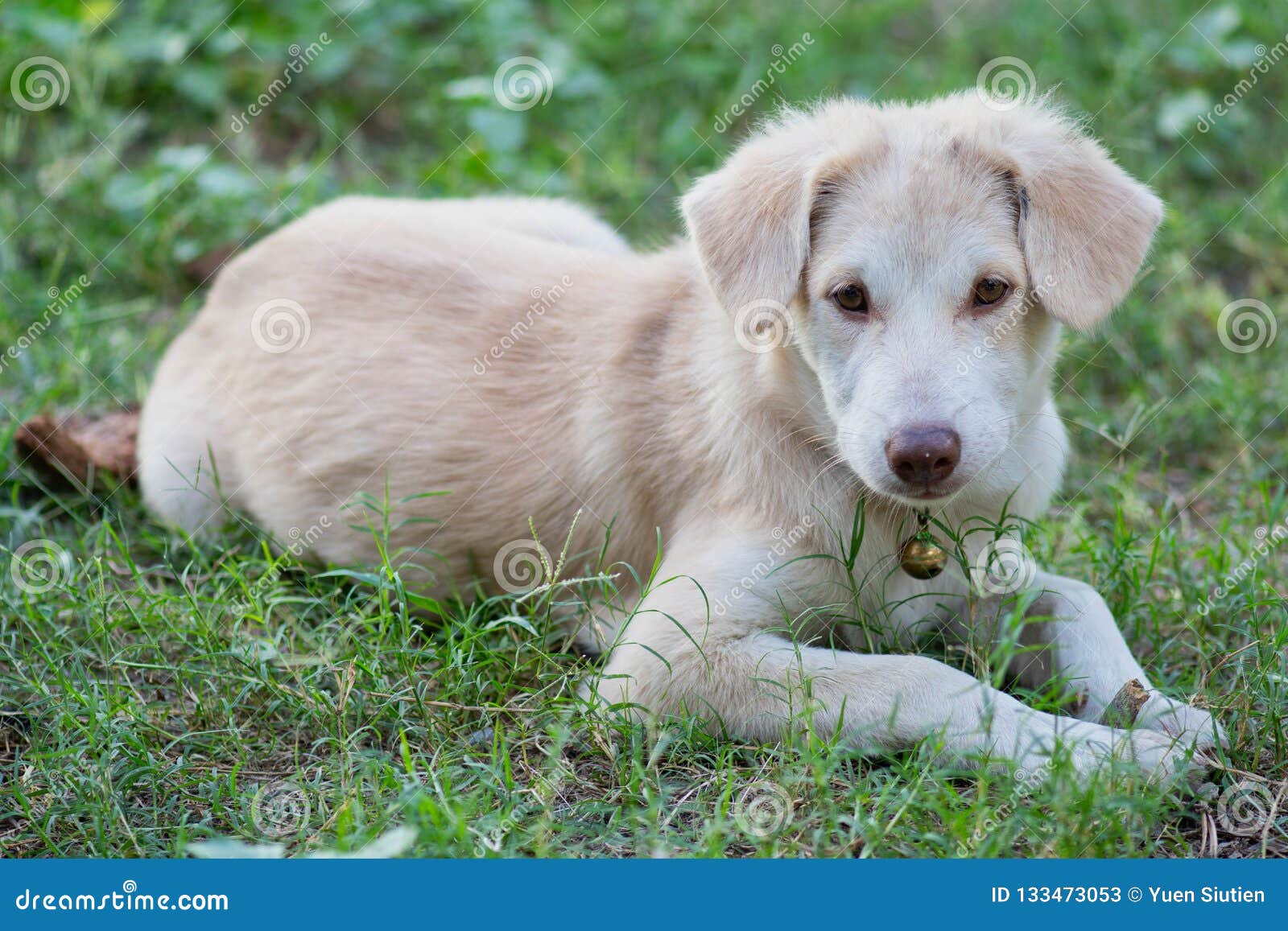 Spitz X Golden Retriever Puppy Stock Image Image Of Lawn Backyard 133473053