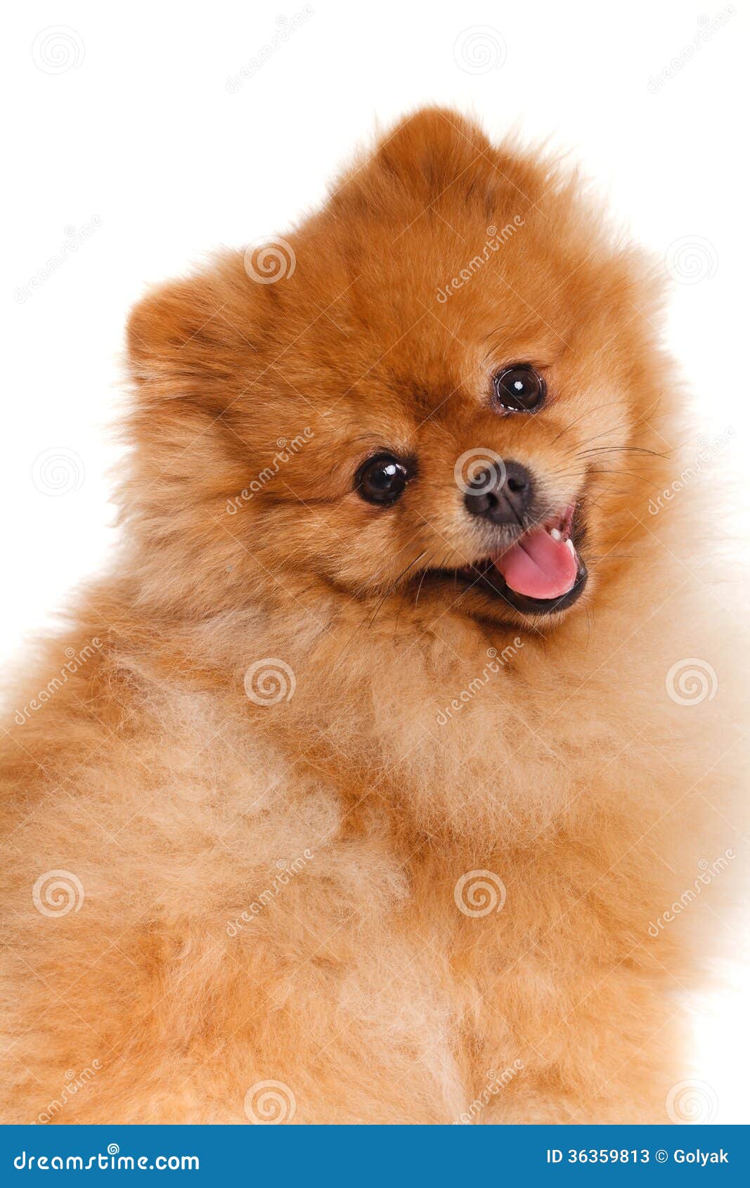 Spitz, Pomeranian Dog on White Background, Studio Shot Stock Image ...