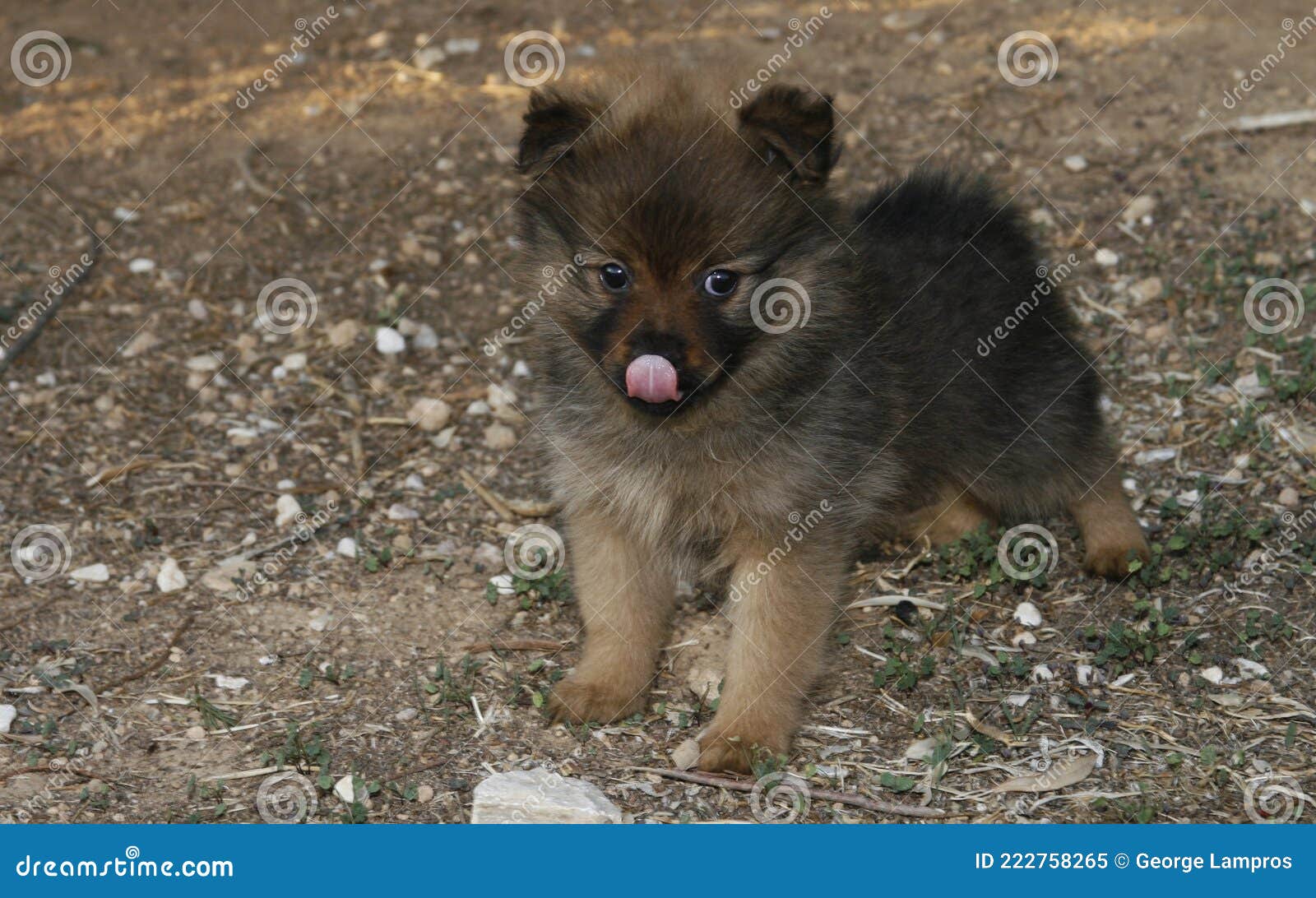 Spitz Puppy Golden Brown 2 Months Old Stock Image Image Of Domestic Caress