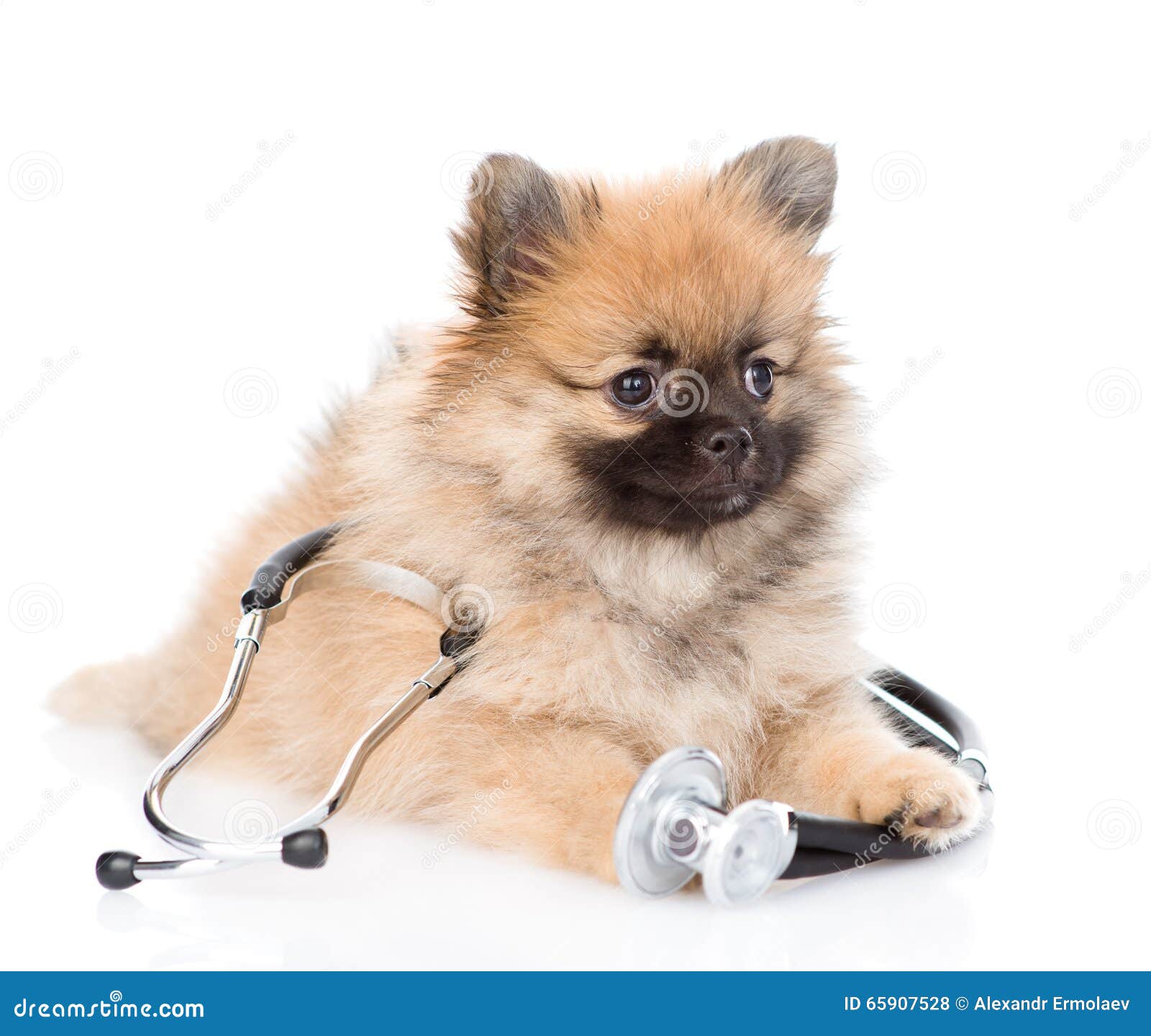 Spitz Puppy Lying with a Stethoscope on His Neck. Isolated on White