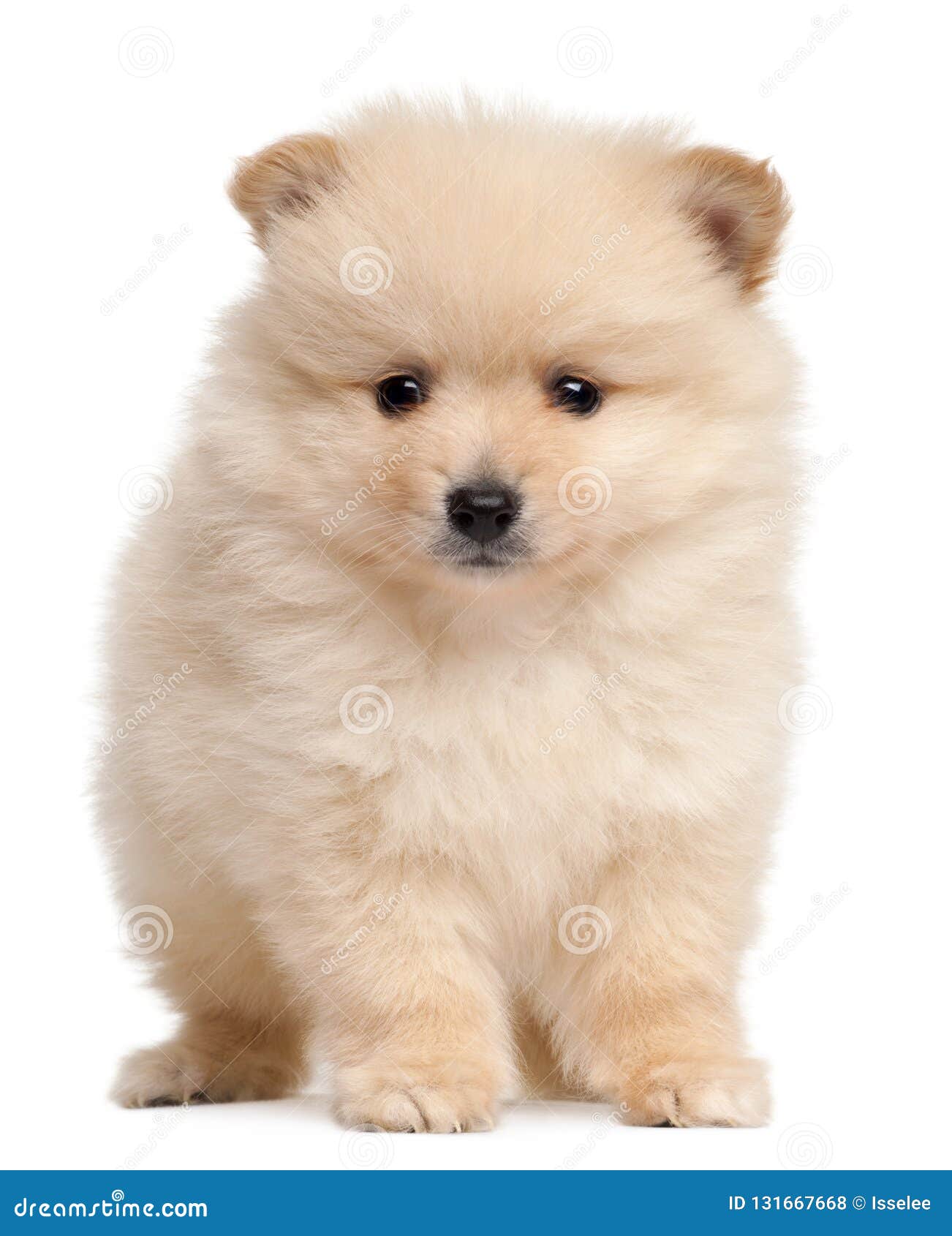 Spitz Puppy 2 Months Old Stock Photo Image Of Background