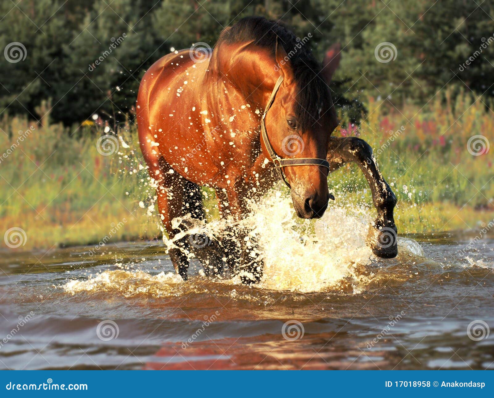 Splash horse stock photo. Image of horse, equitation 17018958