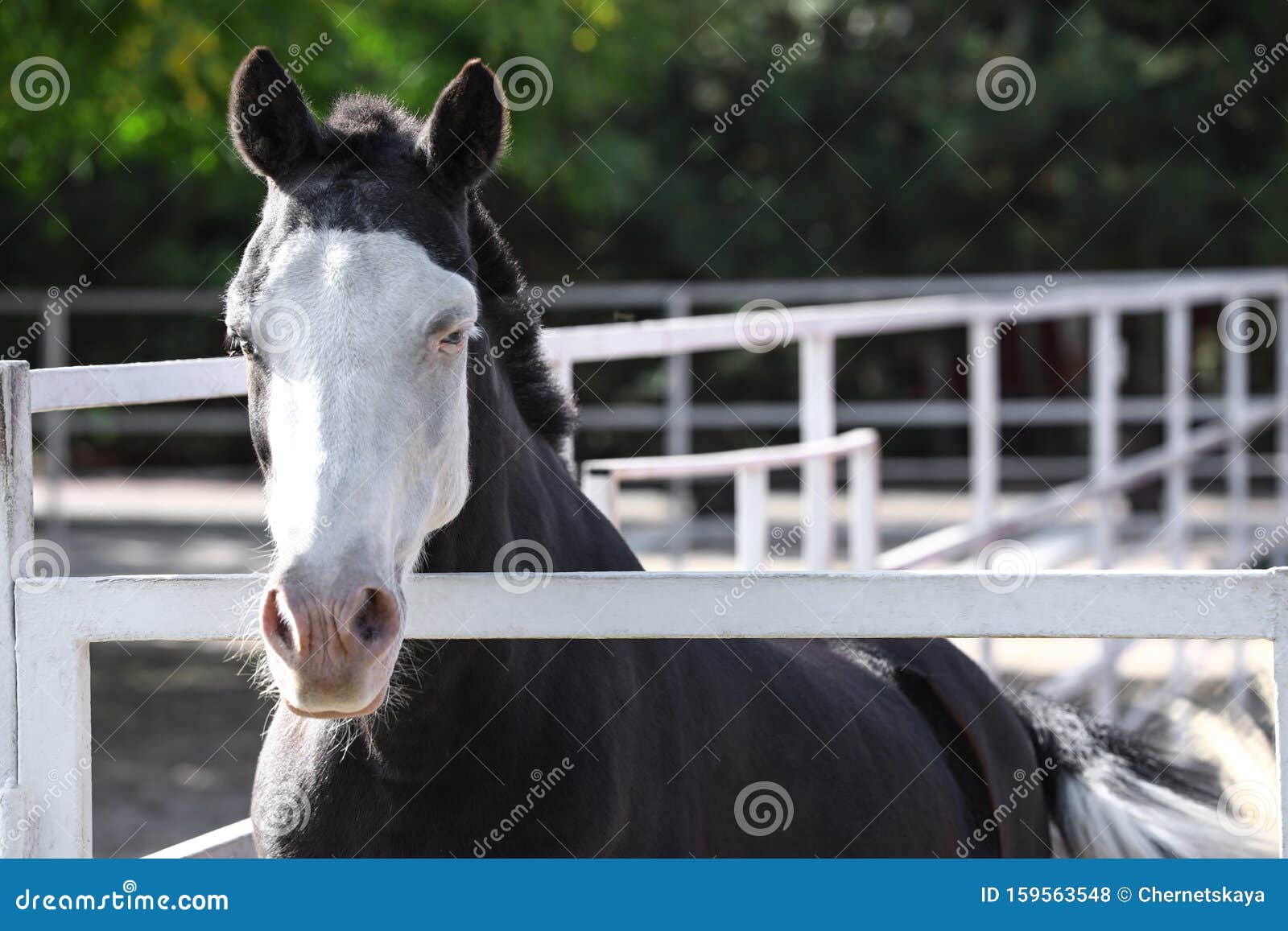 Splashed White Horse at Light Fence Stock Photo Image of creature