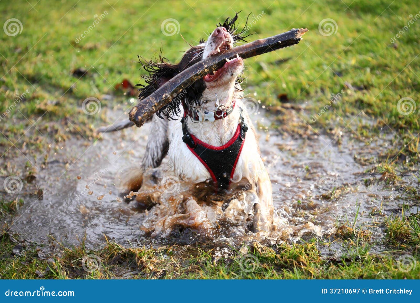 splashing wet dog in puddle