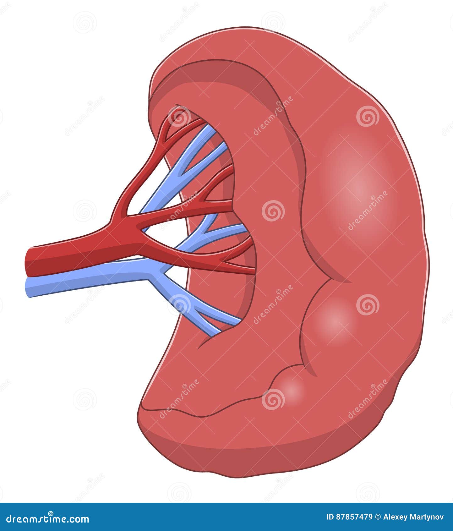 Spleen Diagram Anatomy Biology Diagrams