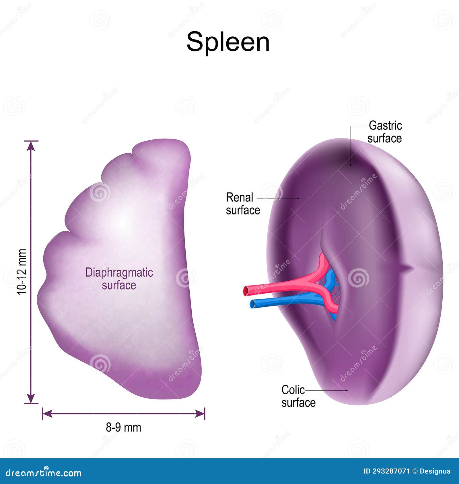 Spleen anatomy stock illustration. Illustration of design - 293287071