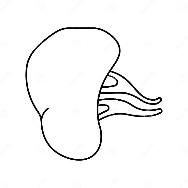 Spleen, Anatomy Flat Line Icon. Human Spleen Stock Vector ...