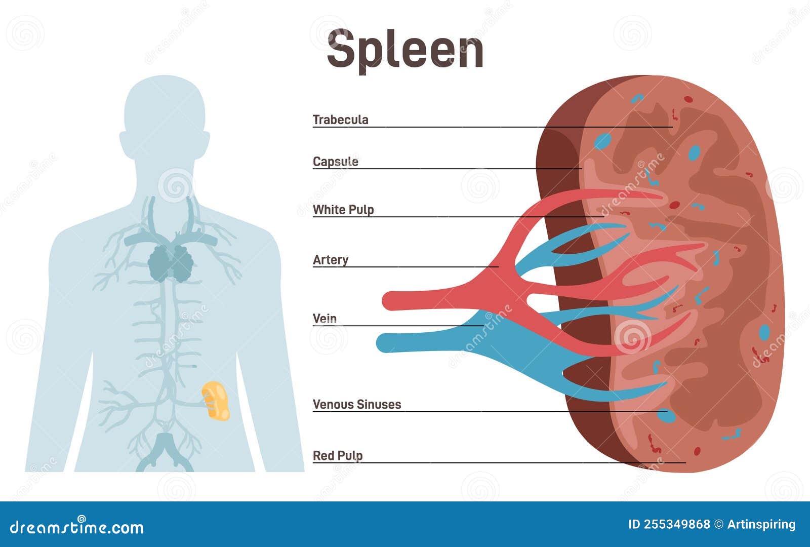 Spleen, Cross Section Structure. Lymphatic and Immune System Blood ... Biology Diagrams