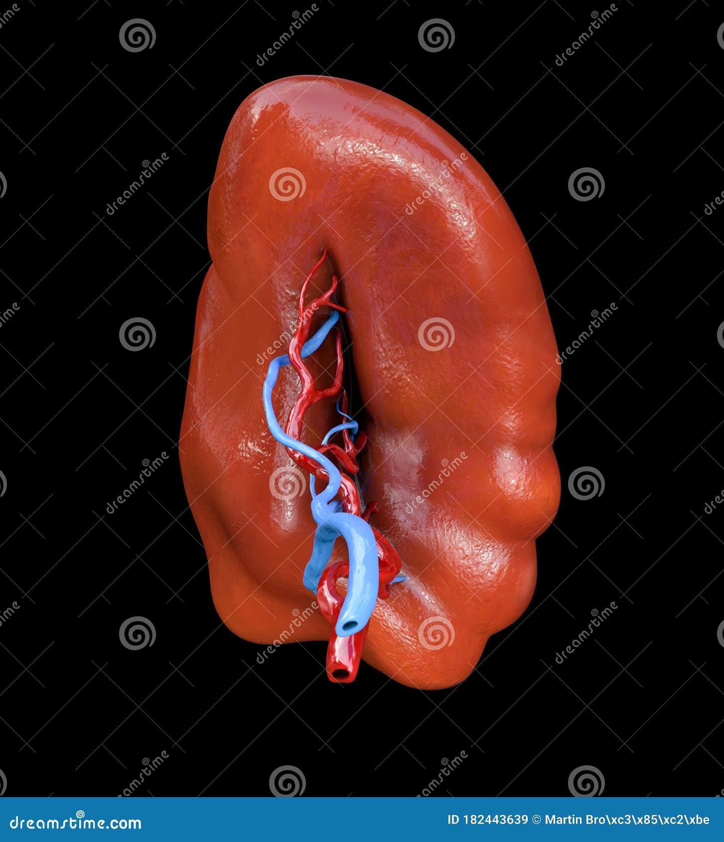 Spleen Healthy Internal Organ, Human Anatomy Stock Illustration ...