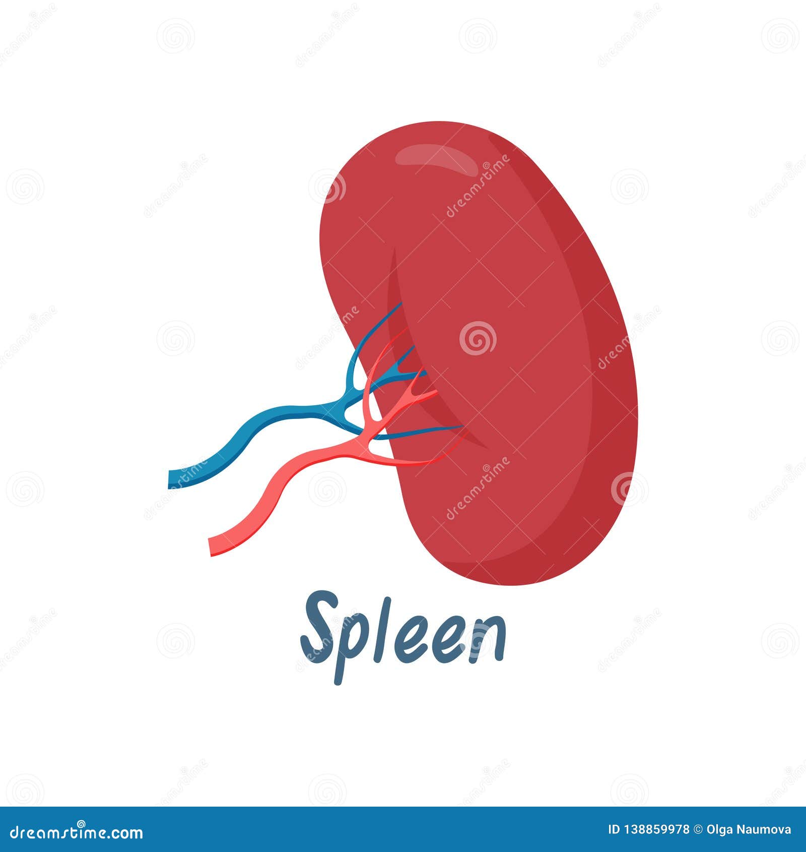 Spleen Healthy Internal Organ, Human Anatomy Vector Illustration Stock ...