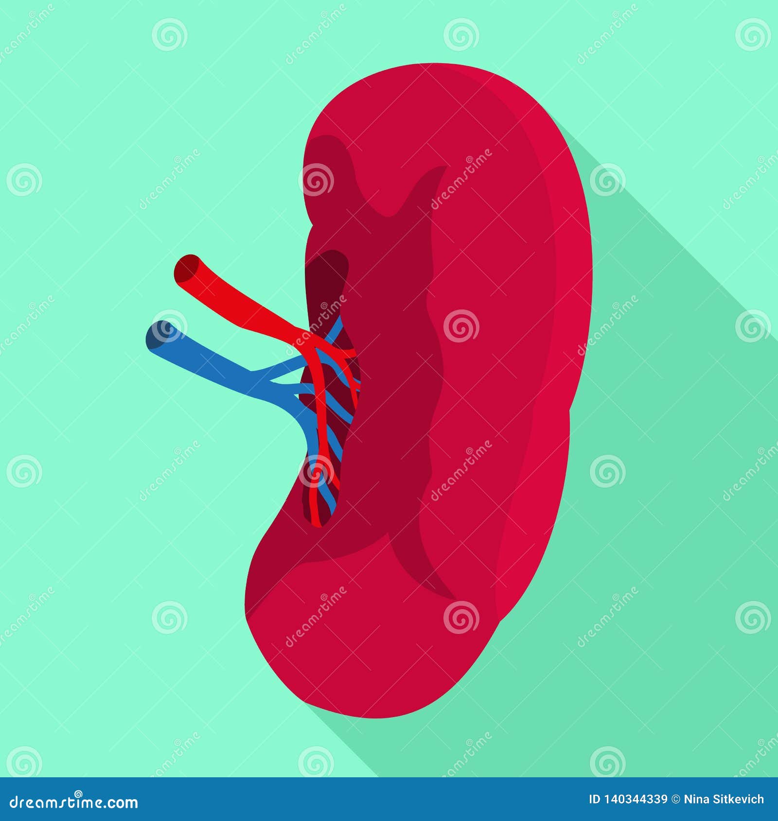 Spleen icon, flat style stock vector. Illustration of circulatory ...