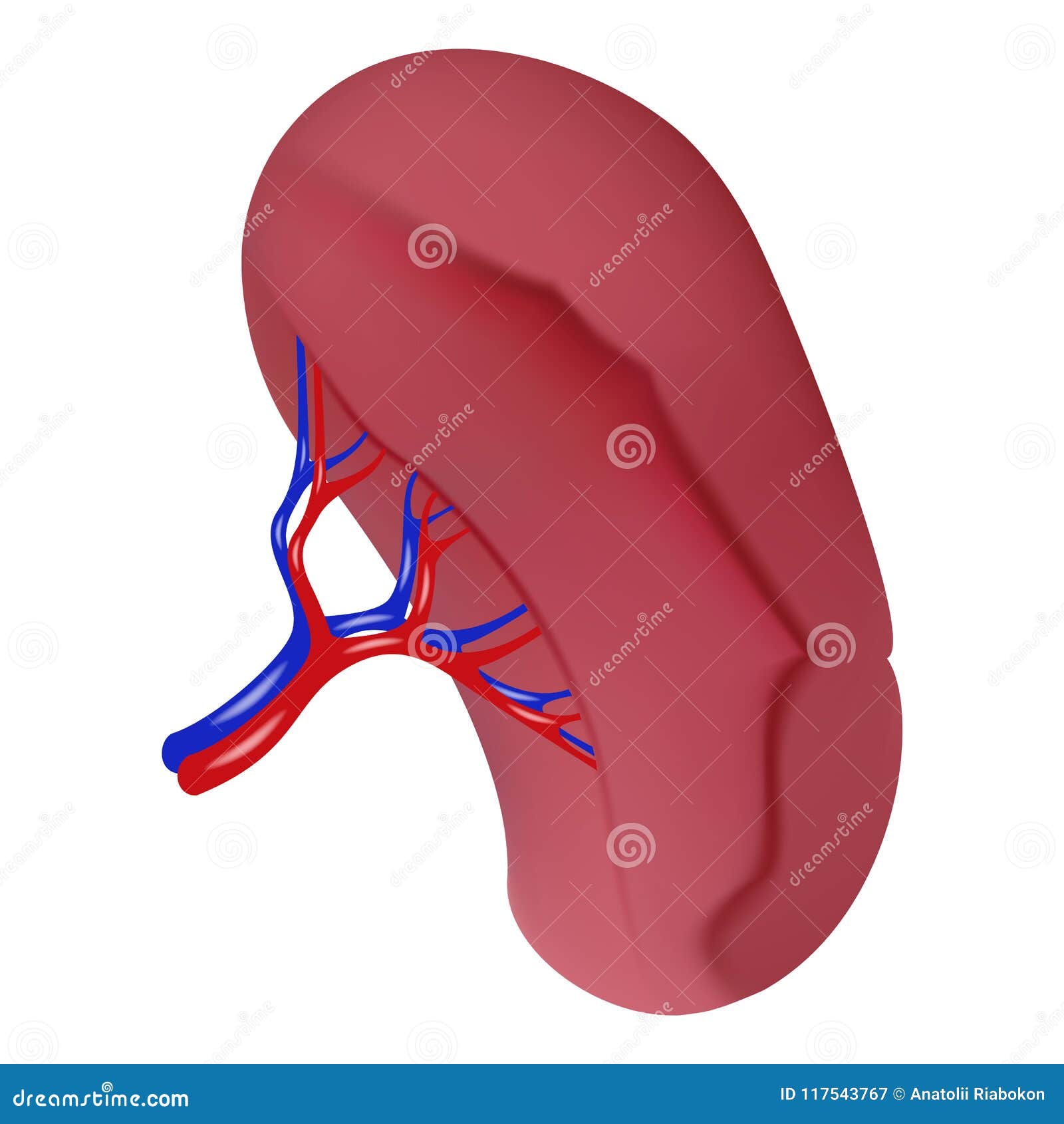 Spleen Icon, Realistic Style Stock Vector - Illustration of antibodies ...