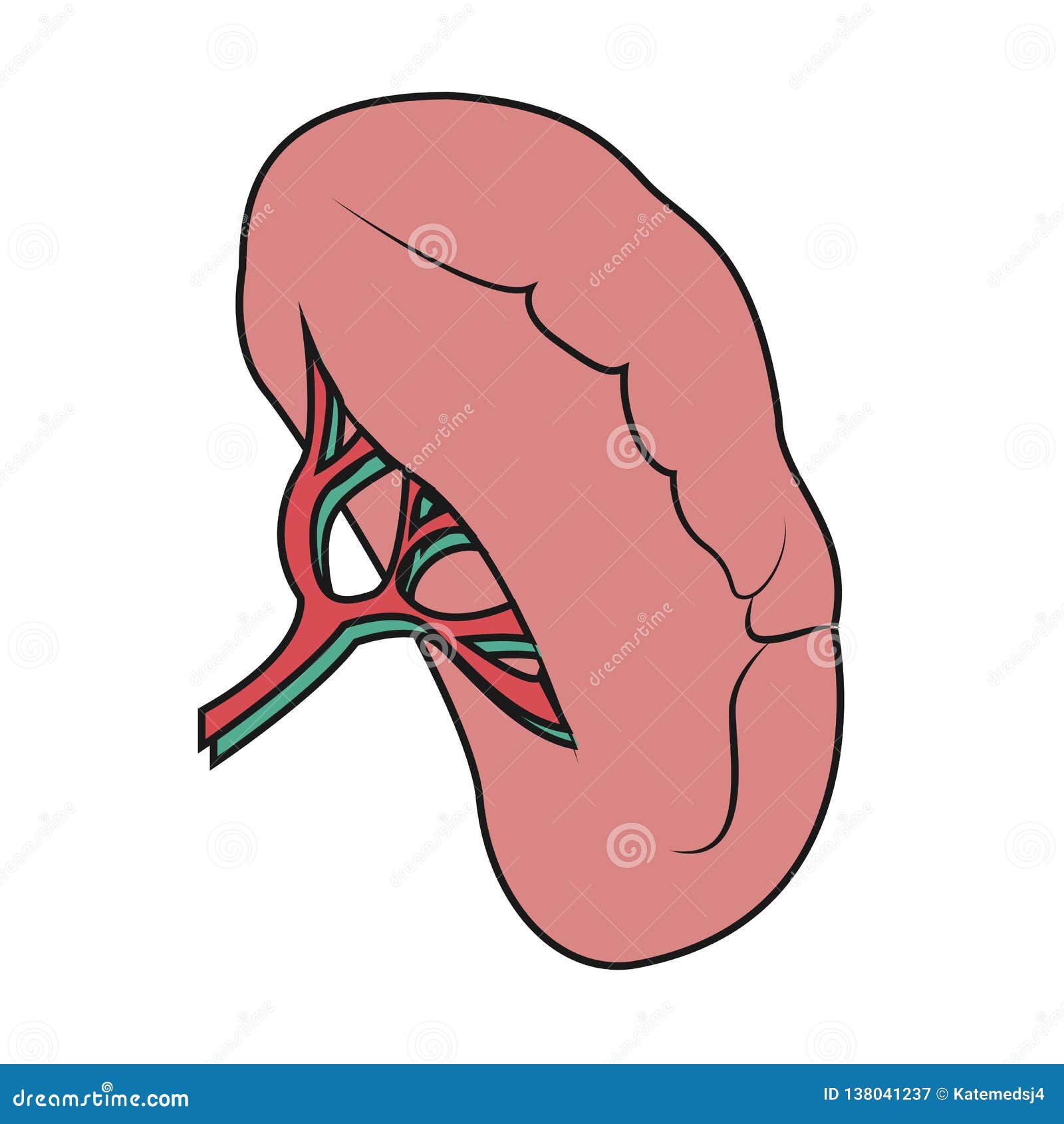 Spleen Drawing