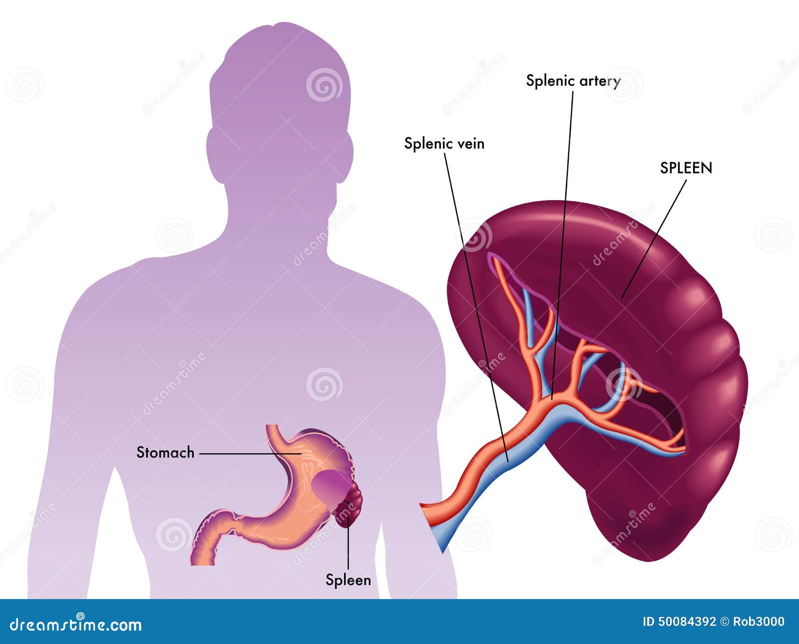 The Spleen Stock Illustration 45574576