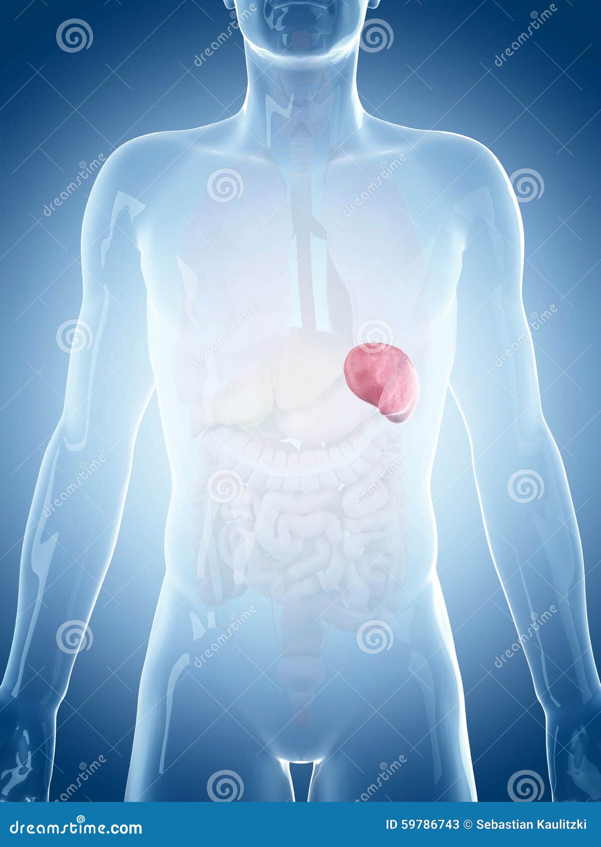 The spleen stock illustration. Illustration of glossy - 59786743