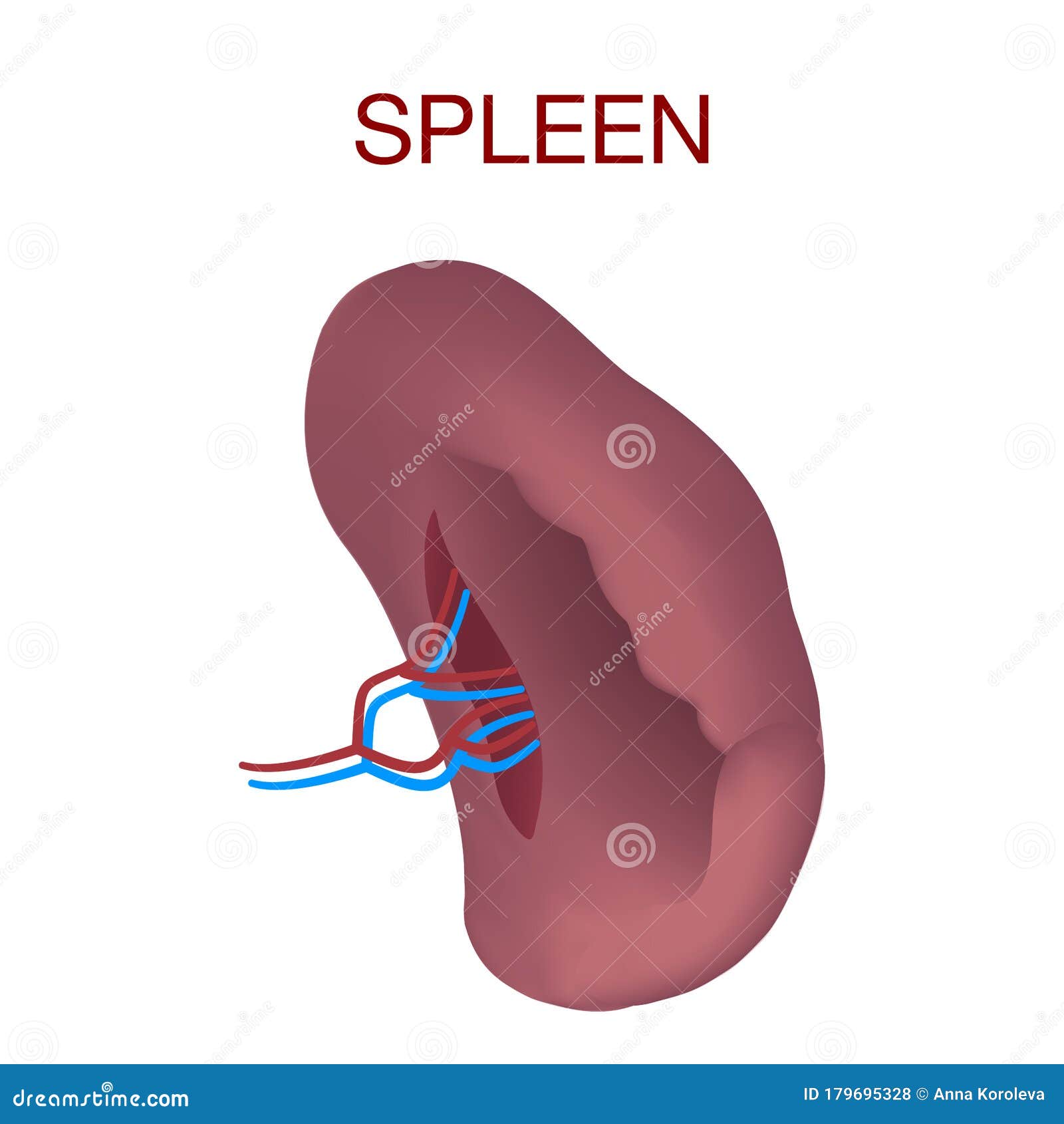 Realistic Illustration of Spleen Vector Mockup for Web Design Isolated ...