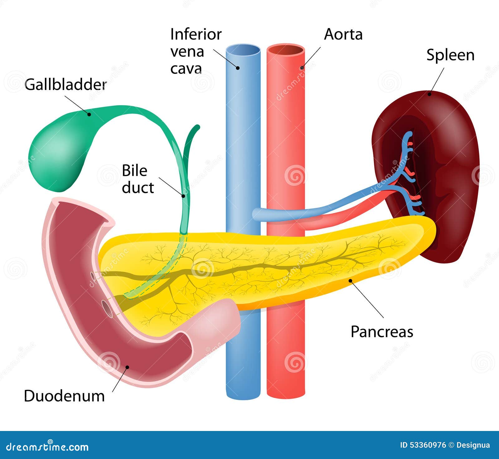 Spleen And Pancreas Stock Vector - Image: 53360976