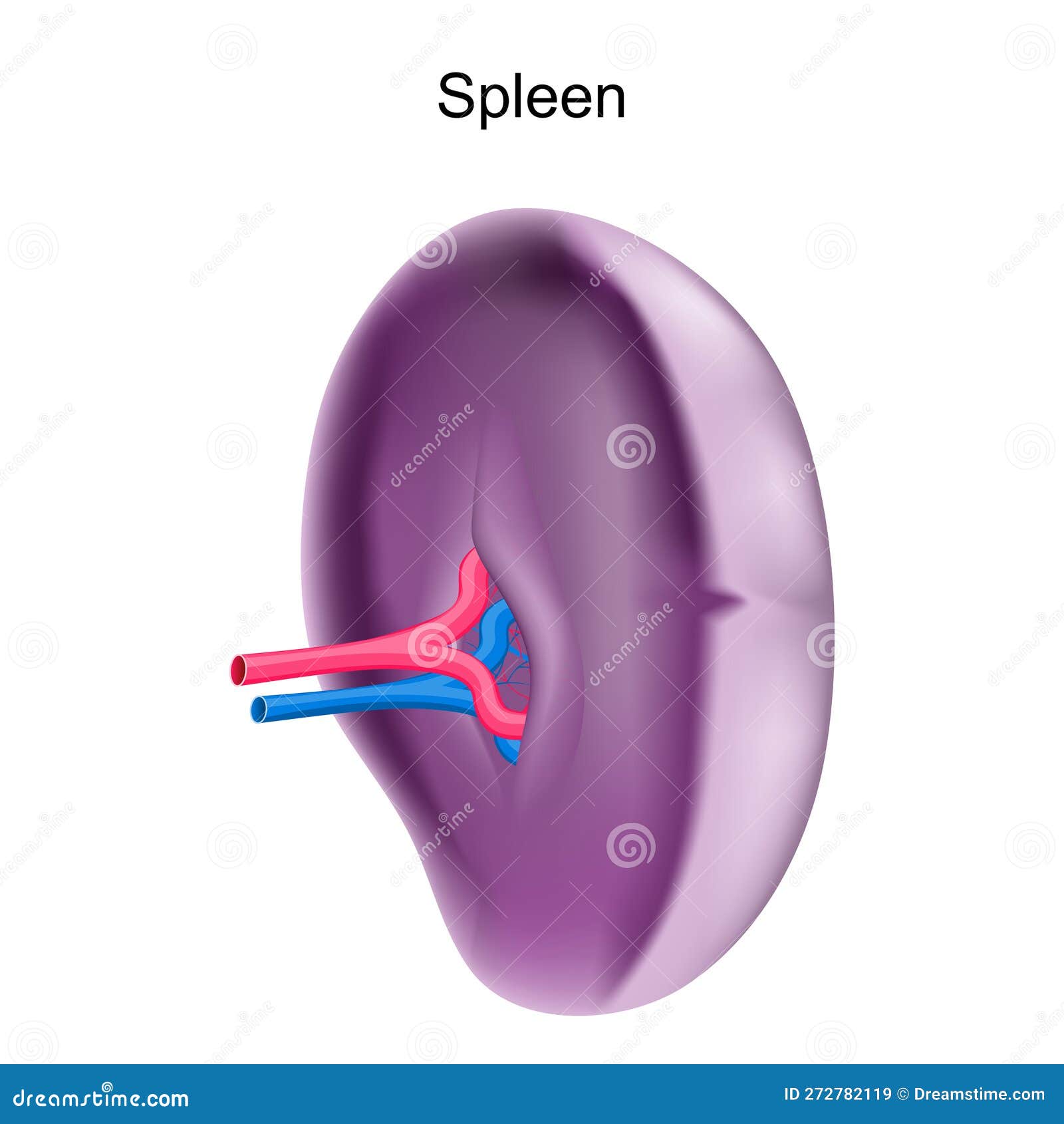 Spleen. Realistic Vector Illustration. Isolated On White Background ...