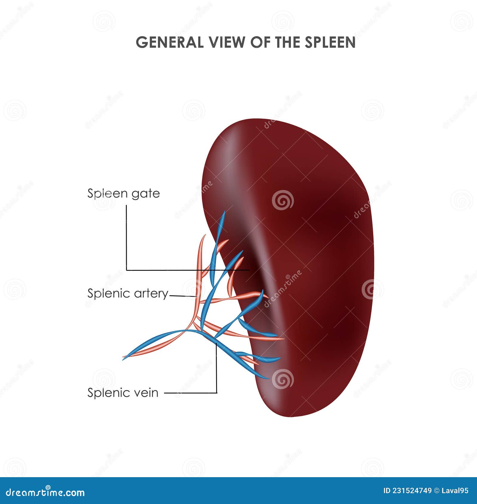 Spleen Structure, Medical Vector Illustration Stock Vector ...