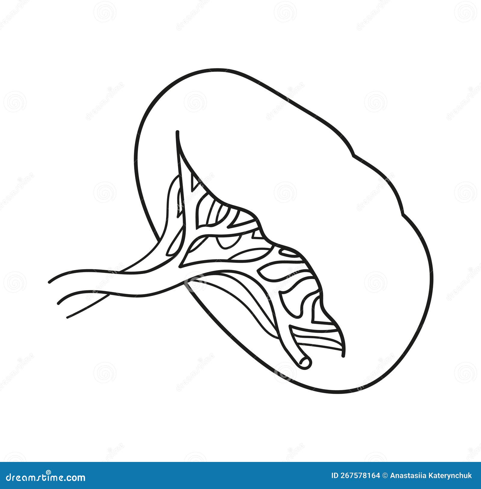 Spleen Symbol Line Icon, Vector Illustration Stock Vector ...