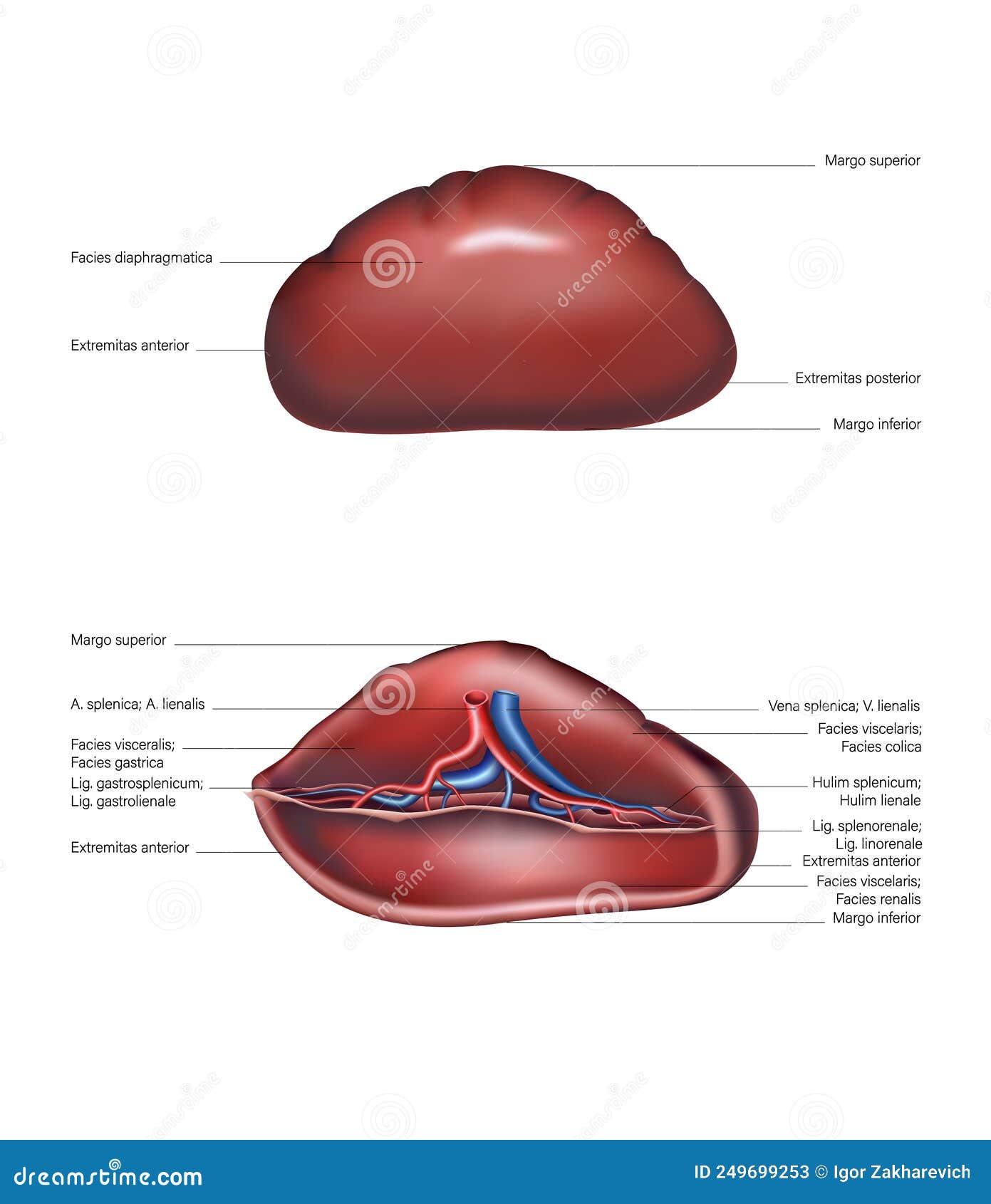 Spleen on the Upper Lateral and Ventral Sides. Vector Stock Vector ...