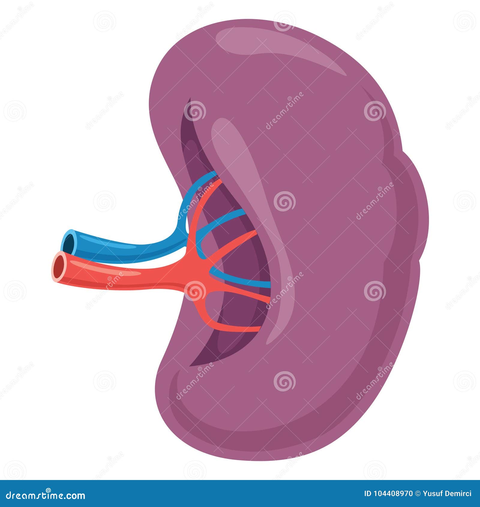 Spleen Vector Illustration stock vector. Illustration of cancer - 104408970