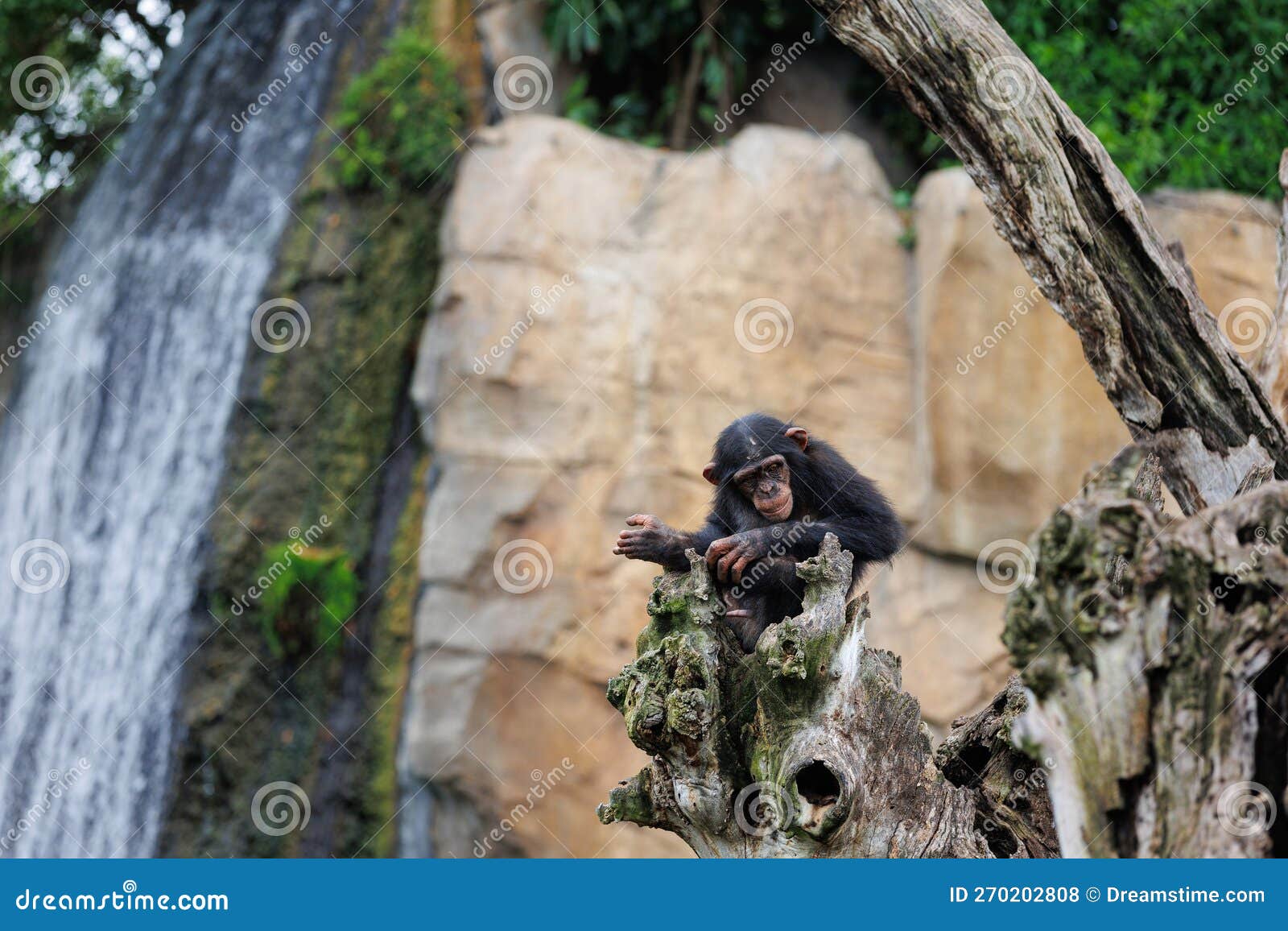 splendid exemplar of monkey in a naturalistic environment