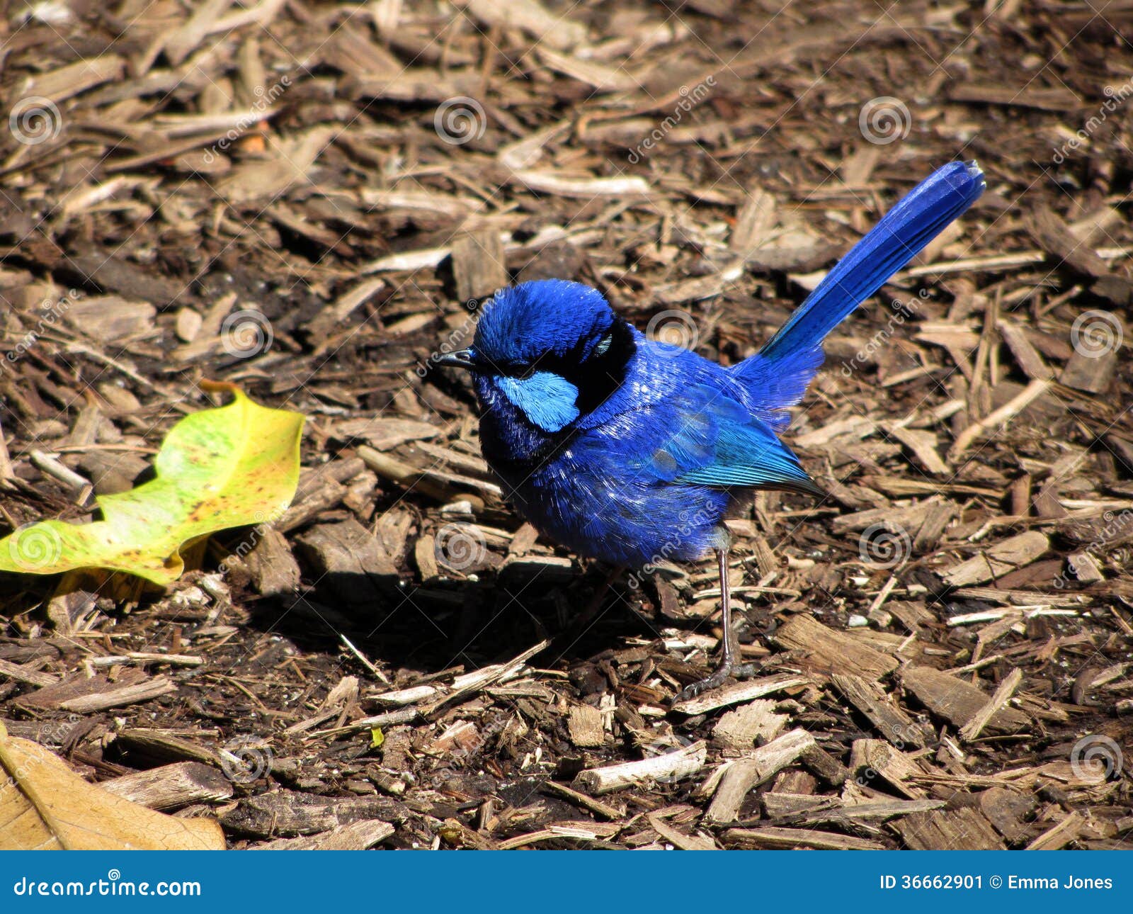 splendid fairy wren, malurus splendens, western australia