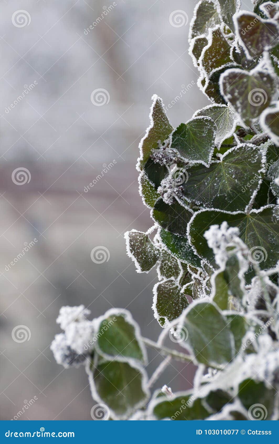 Green ivy during winter stock image. Image of lianas 103010077