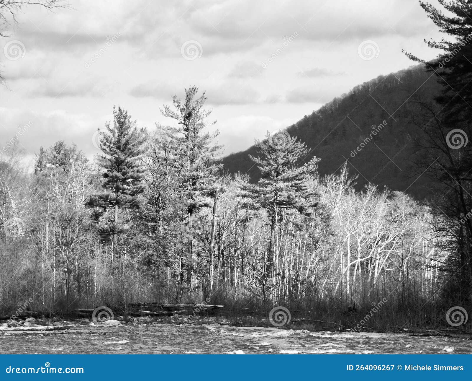 Split in the Creek on a Sunny Day Stock Image Image of path, water