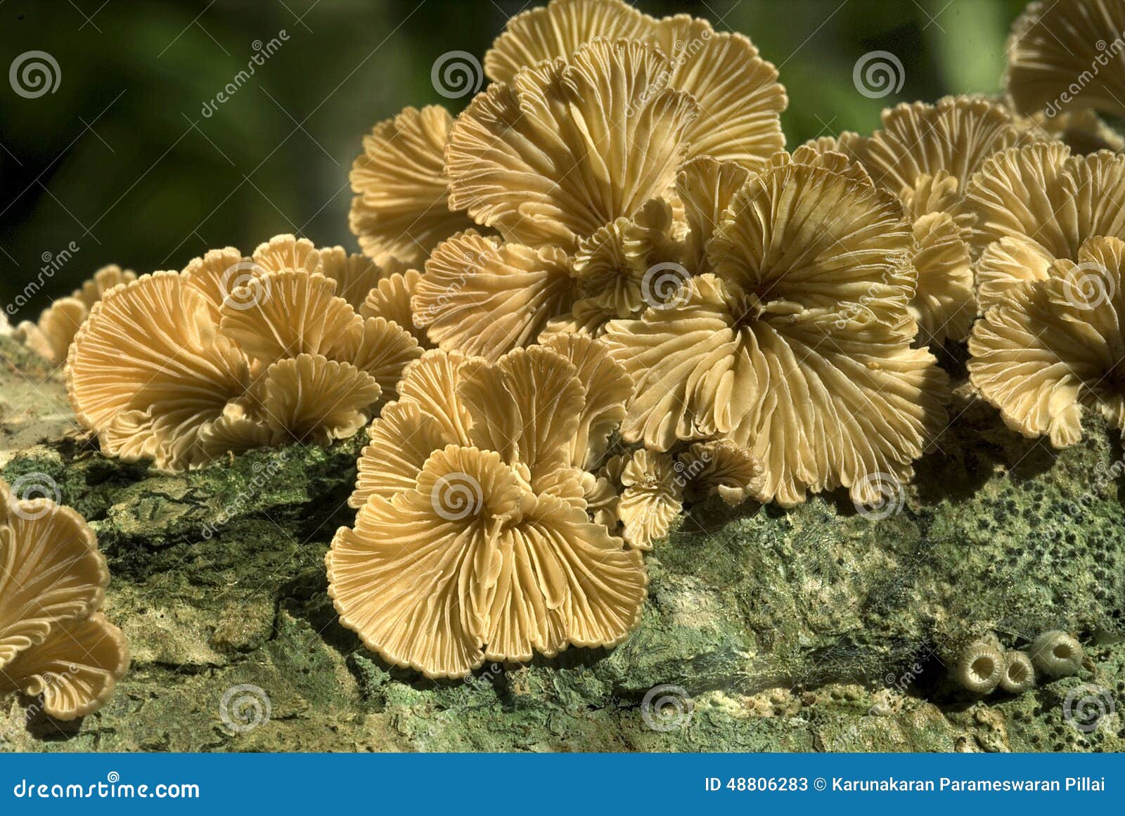split-gill fungi fruiting on dead wood