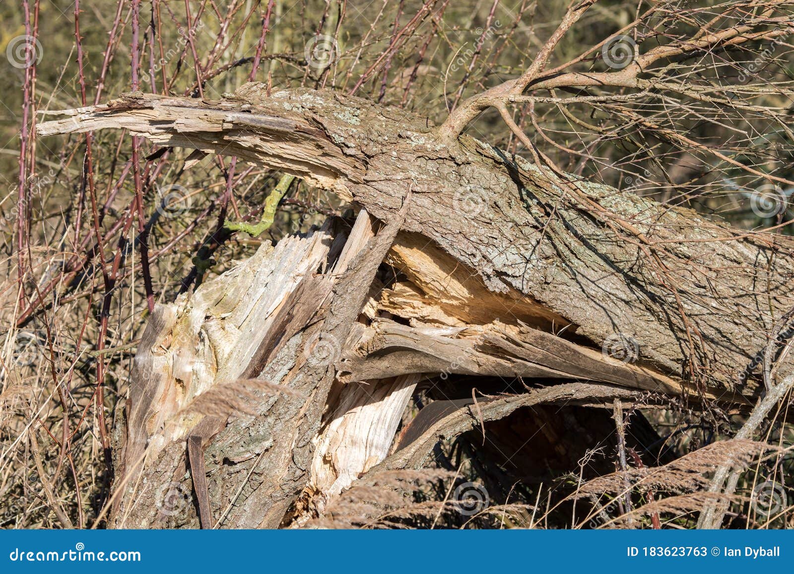 Split Tree Trunk Damage. Tree Blown Down in High Wind Stock Image