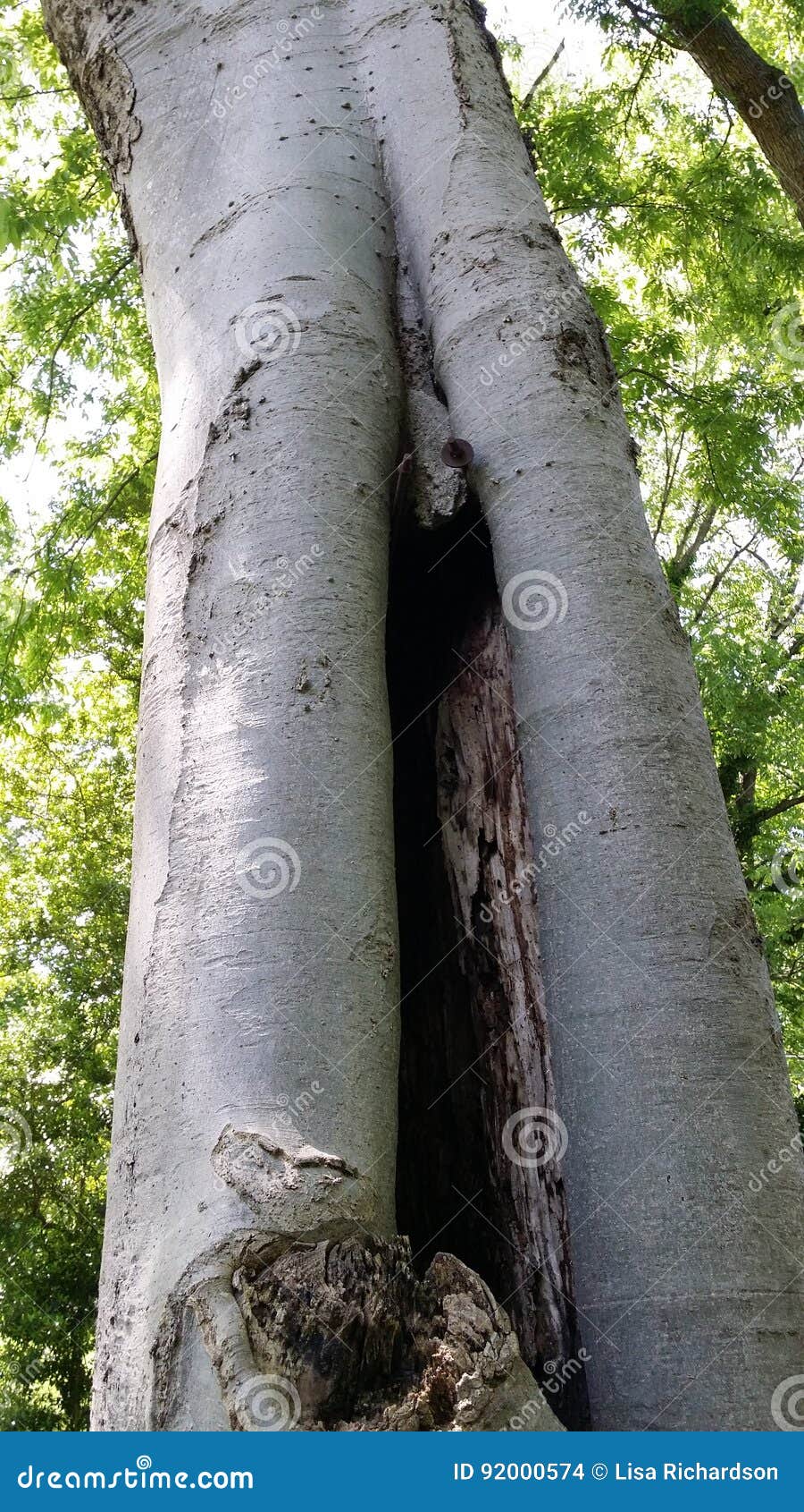 Splitting Tree stock photo. Image of bark, nature, tree 92000574