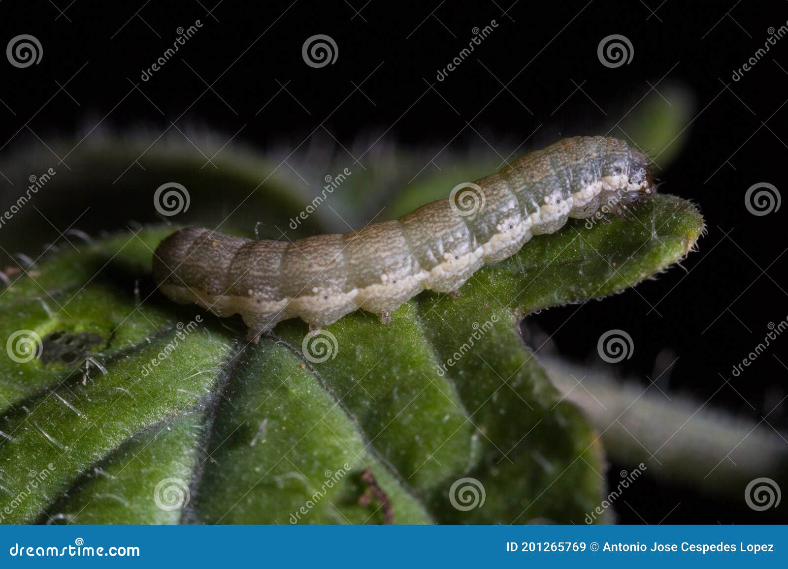 spodoptera exigua caterpillar on a tomato leaf