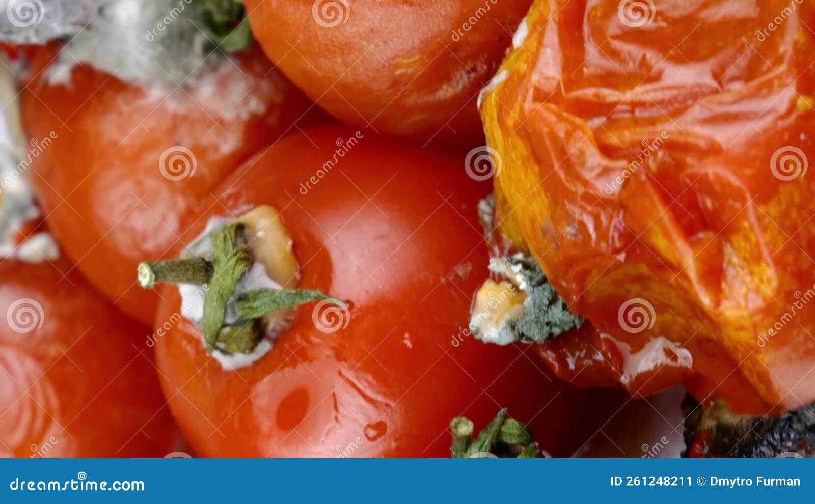 Premium Photo  Spoiled rotten tomatoes rot mold on vegetables pile organic  bio waste food loss and food waste