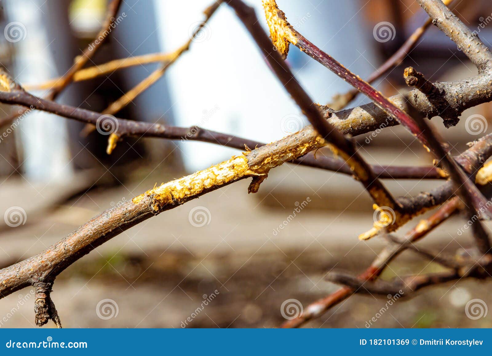 Spoliage of Fruit Tree Bark by Rodents during Winter, Selective Focus
