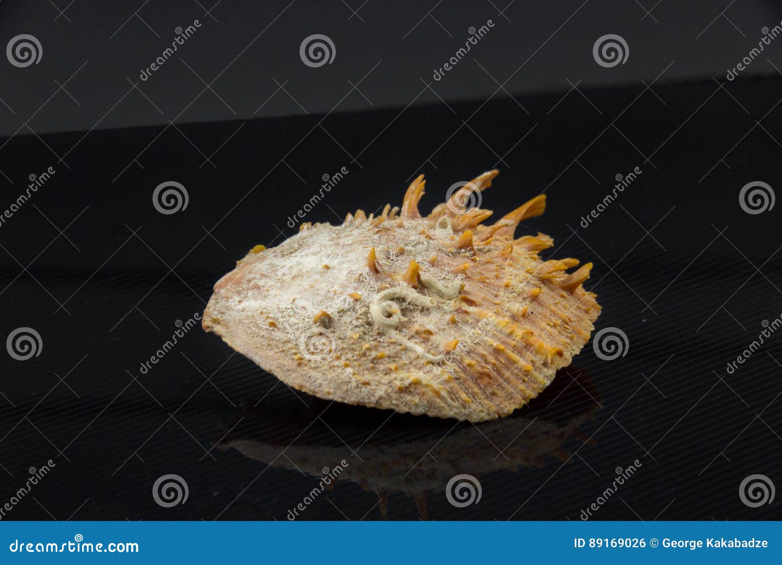 spondylus itericus beautiful sea shell on a black background