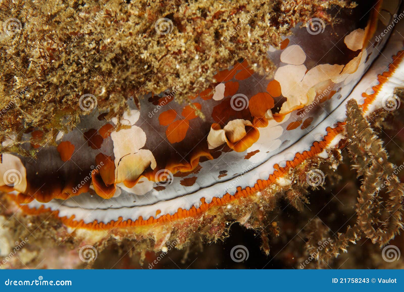 spondylus varius - andaman sea