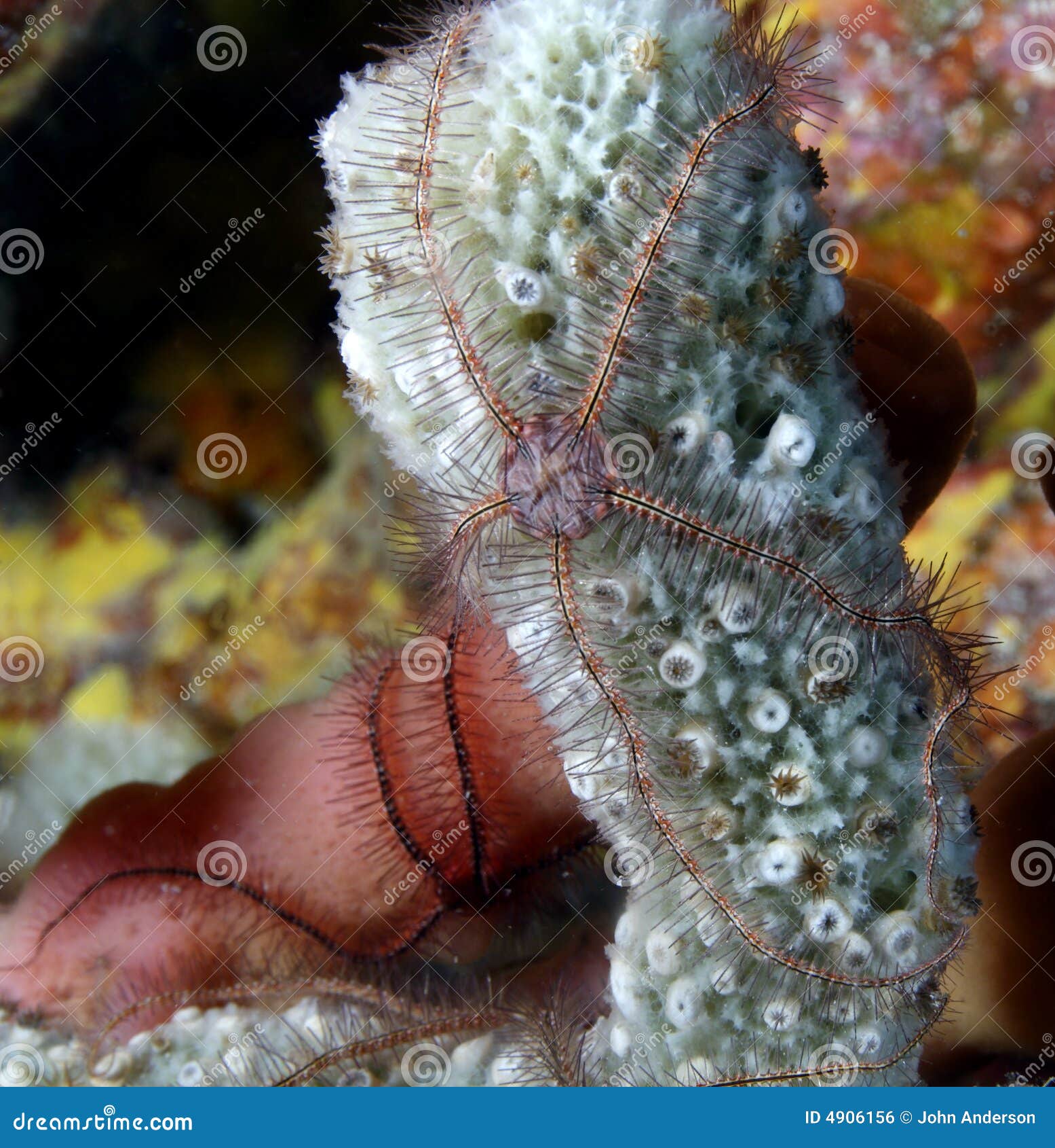 Sponge Brittle Star (ophiothrix Suensonti) Stock Photo Image of
