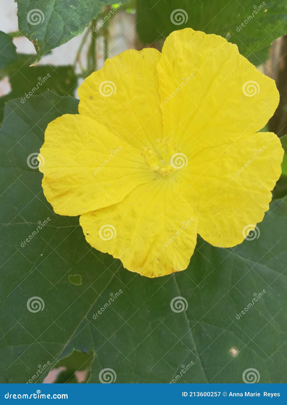 Sponge Gourd Flower stock image. Image of sponge, vegetable 213600257