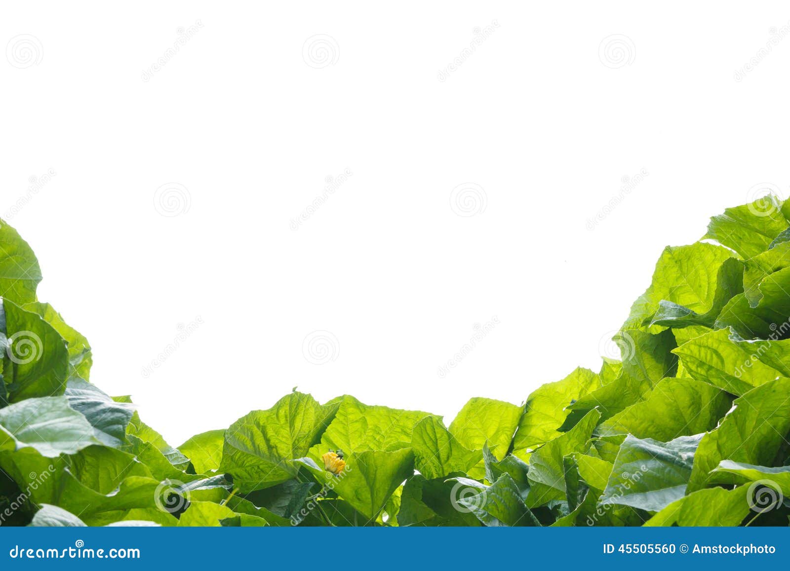 Sponge Gourd Leaves on White Background Stock Photo Image of green