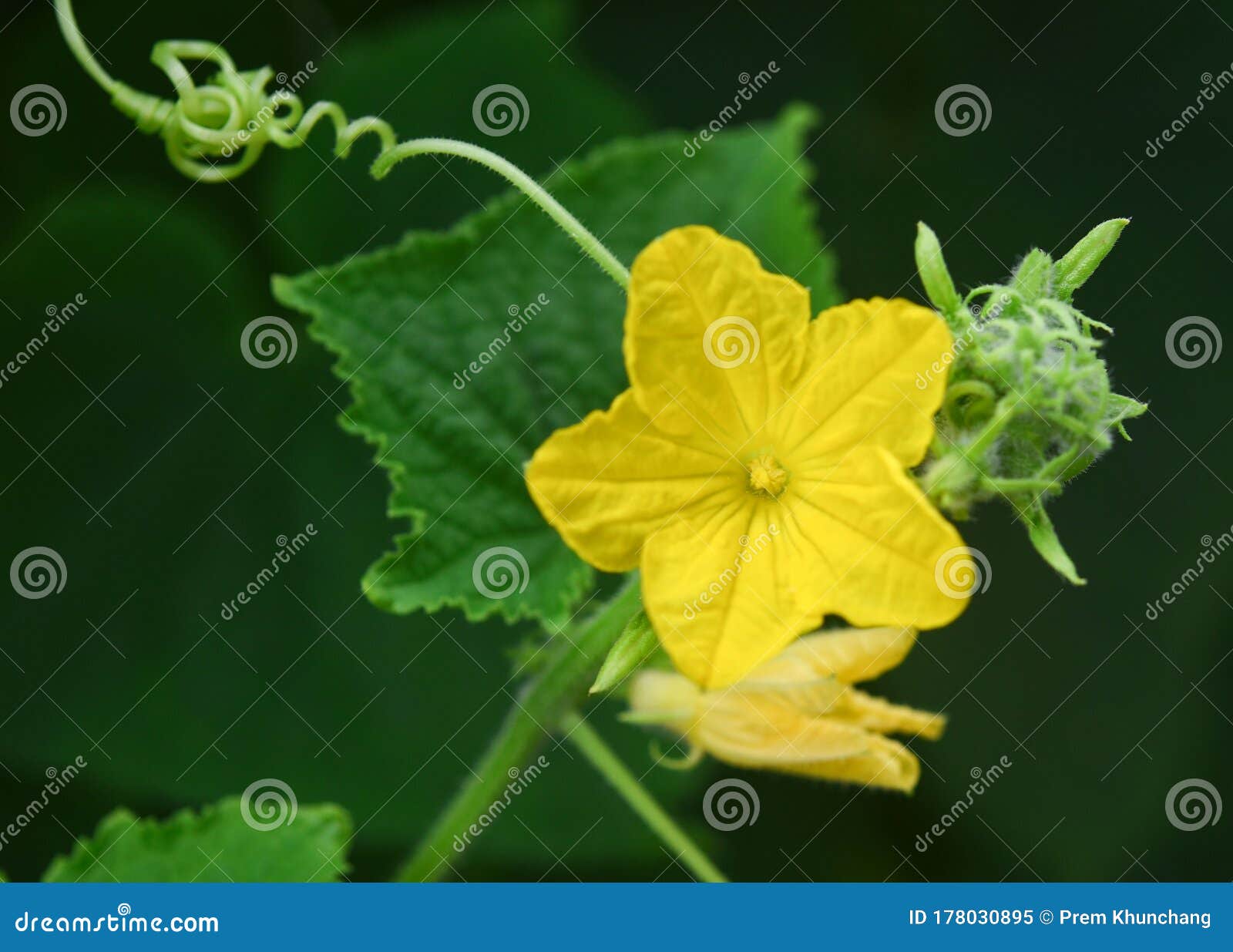Sponge Gourd Yellow Flower with Leaf on Tree in Garden Stock Image