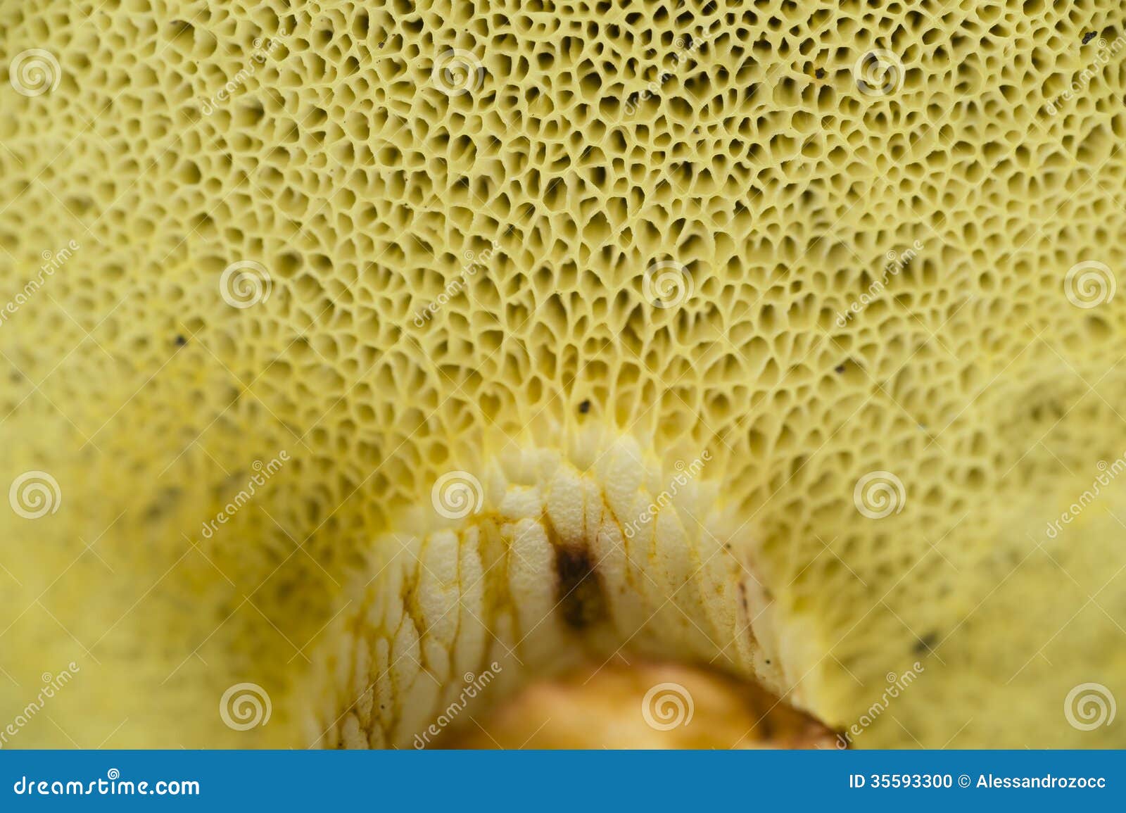 Sponge Like Mushroom Gills Stock Photo Image 35593300