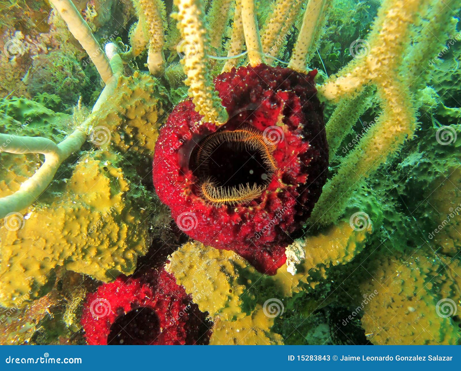Sponge mouth stock image. Image of anemone, atolon, diving 15283843