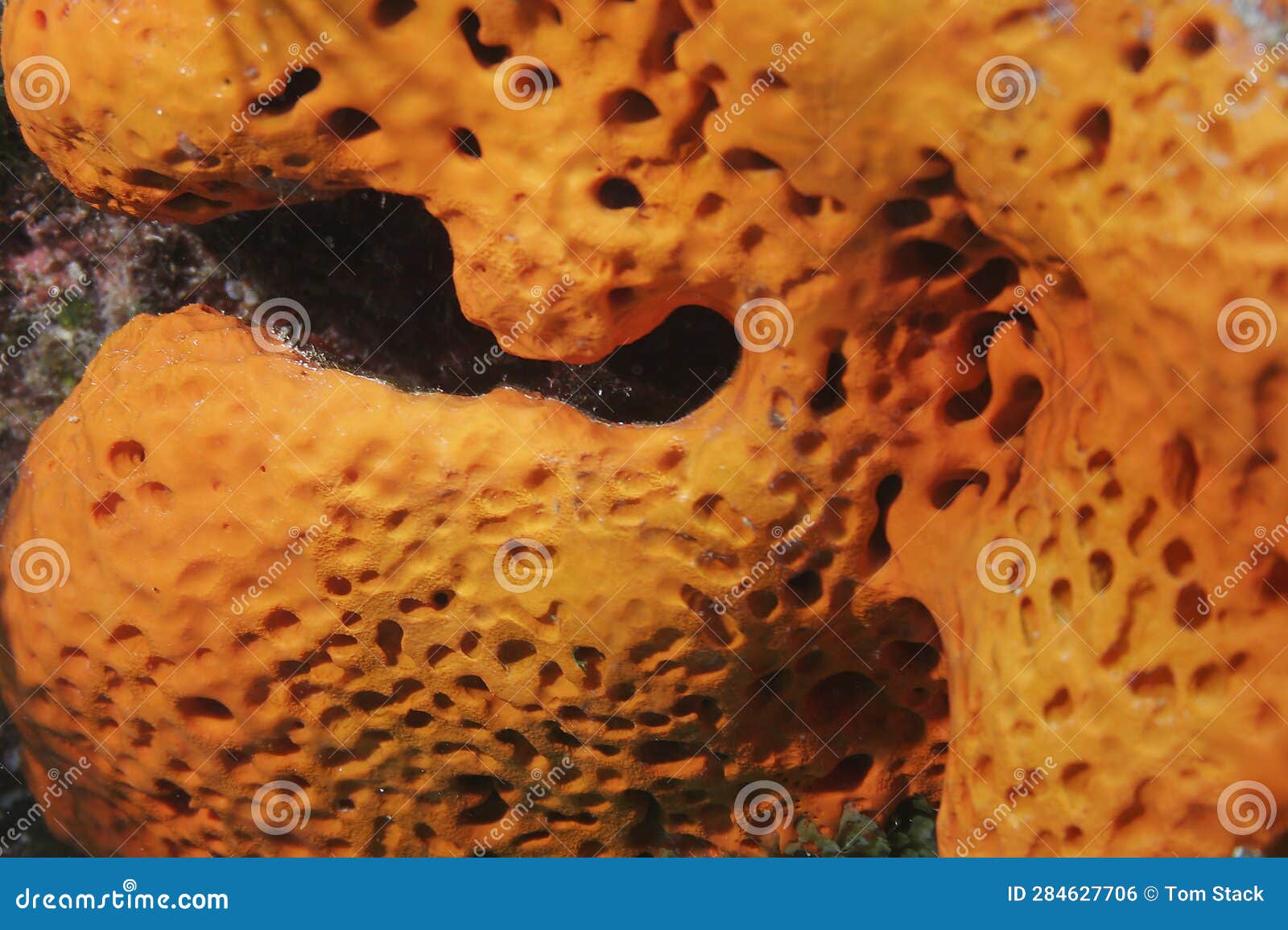 A Colorful Sponge Underwater in the Florida Keys Stock Photo Image of