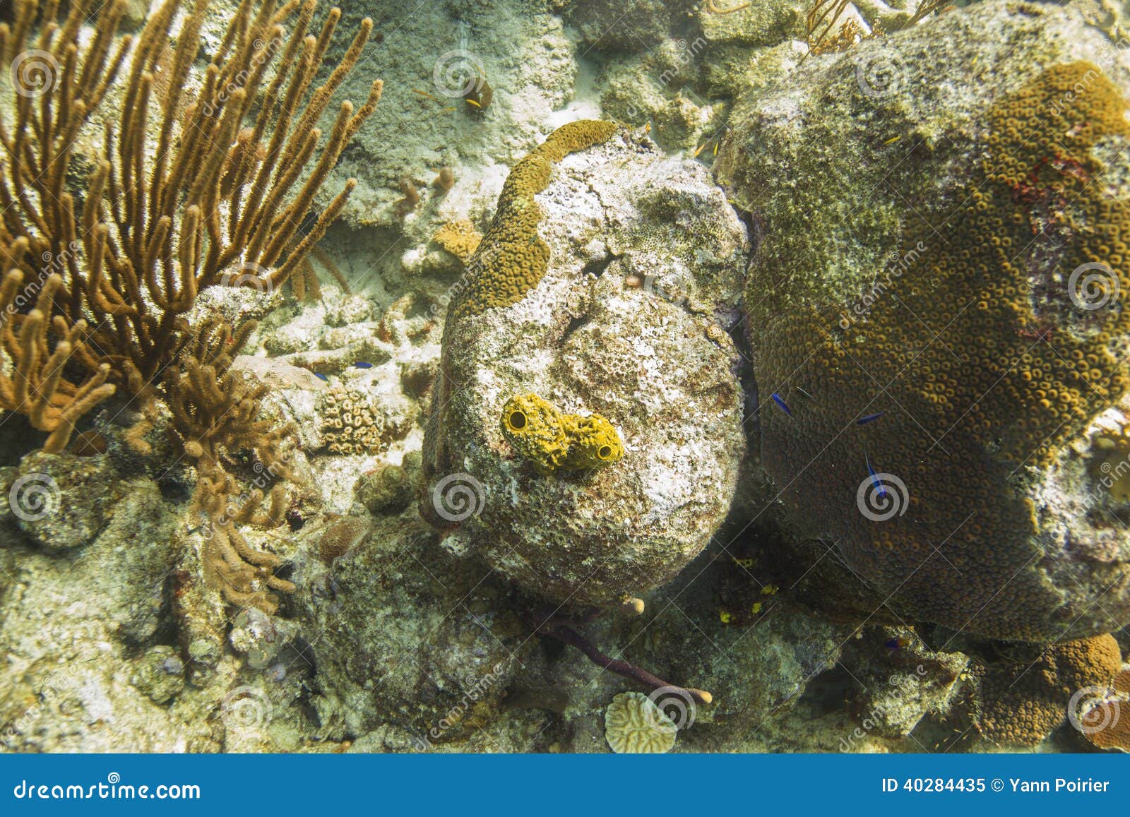Sponge in a reef stock image. Image of blue, underwater 40284435