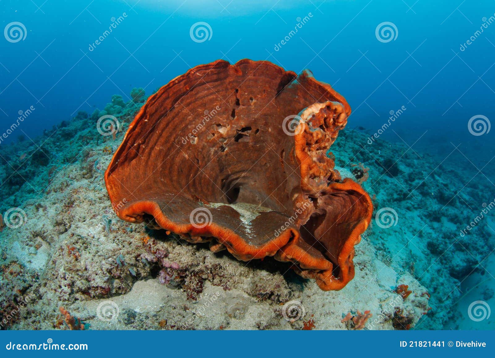 Sponge in Tropical Coral Reef Stock Image Image of coral, marine 21821441