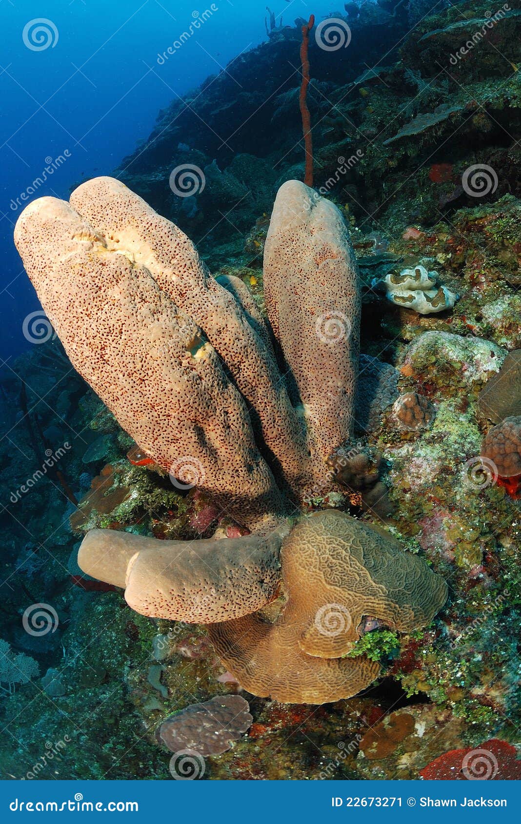 Sponges in coral reef stock image. Image of underwater 22673271